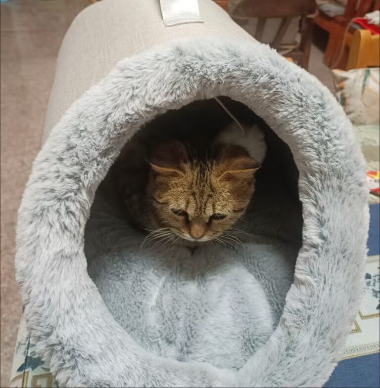 ​​The Aura Bed: Smart Heated Cat Hut & Warming Mat​​