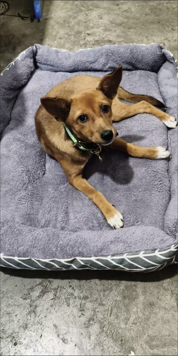 微信图片_20250901195537_124_106 Insta-Chic 4-Season Pet Bed – Cozy Detachable Dog Couch for All Sizes(Nordic gray)