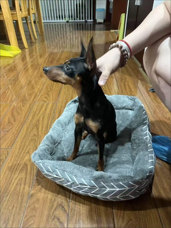 微信图片_20250901195541_126_106 Insta-Chic 4-Season Pet Bed – Cozy Detachable Dog Couch for All Sizes(Nordic gray)