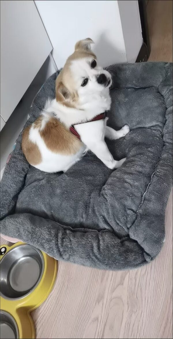 微信图片_20250901195544_128_106 Insta-Chic 4-Season Pet Bed – Cozy Detachable Dog Couch for All Sizes(Nordic gray)