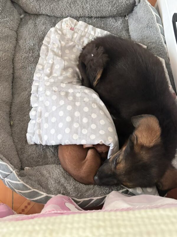 微信图片_20250901195549_130_106 Insta-Chic 4-Season Pet Bed – Cozy Detachable Dog Couch for All Sizes(Nordic gray)