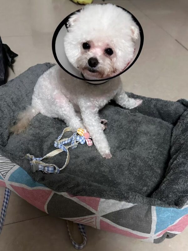 微信图片_20250901195551_131_106 Insta-Chic 4-Season Pet Bed – Cozy Detachable Dog Couch for All Sizes(Nordic gray)